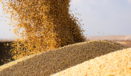 Еврокомиссия озвучила прогноз по сбору зерновых и масличных в ЕС